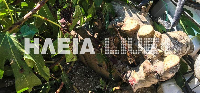 Σαμικό Ηλείας: 86χρονος βρήκε φριχτό θάνατο από αλυσοπρίονο (βίντεο)